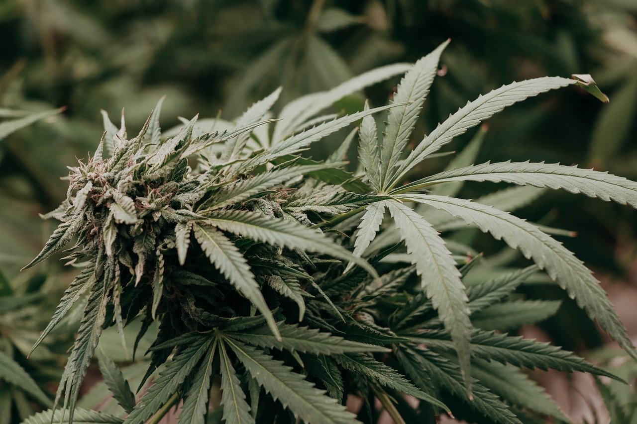cannabis plant weed