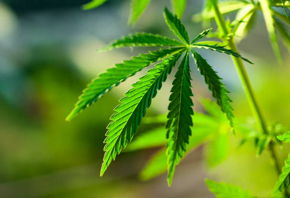 Cannabis