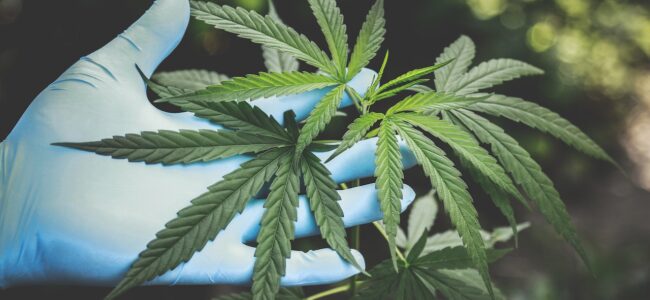 marijuana